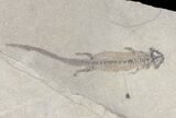 Four Permian Branchiosaur (Amphibian) Fossils - Germany #50723-2